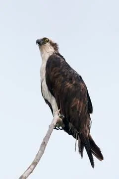 The Fish Hawk Stock Photos