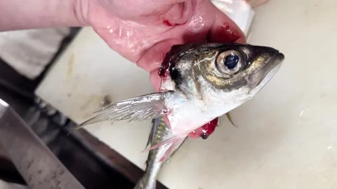 Fish Head and Eye Close-Up (Horse Mackerel), Japanese Fish Guide Part 5 of 12 Stock Footage 339918851