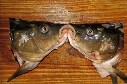 Fish. The head of a carp is cut in half. Фото