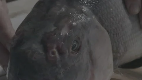 Fish Head - Close Up Camera Movement Stock Footage 149505402