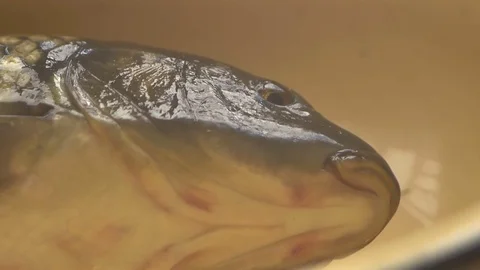 Fish head close-up Stock Footage 70956320