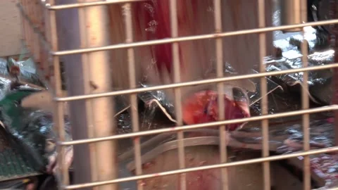 Fish head cutting machine. The fish cuts off the head. Video stock 174065031