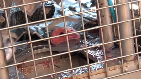 Fish head cutting machine. The fish cuts off the head. Video stock 174065175