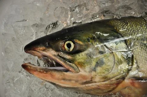 Fish' head on ice Stock Photos