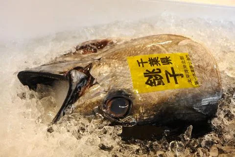 Fish head on ice Stock Photos