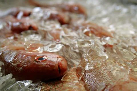 Fish Head 写真素材