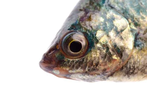 Fish head Foto stock