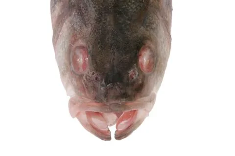 Fish head Stock Photos