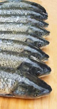 Fish head queue Stock Photos