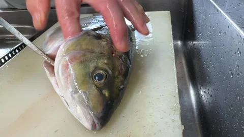 Fish Head Rinsed after Removing the Gills (Shima Aji), Traditional Japanese Food Stock Footage 345057381
