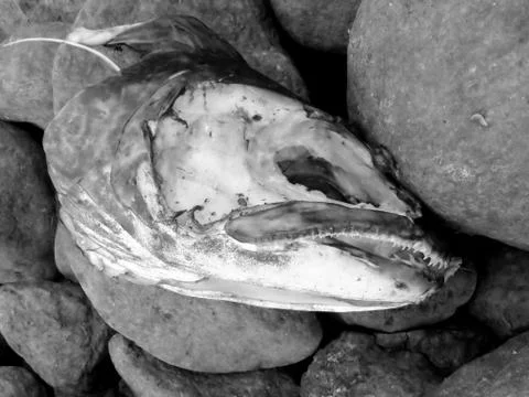 Fish head on rocks Stock Photos