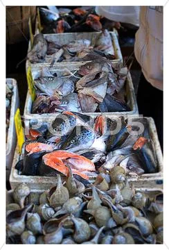 Fish Head Selection in NYC Stock Photos