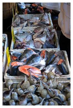 Fish Head Selection in NYC Stock Photos