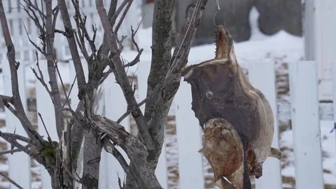 Fish head of stockfish on hook  in front of house in Lofoten, Norway Stock Footage 129162932