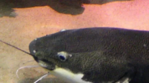 Fish head underwater Stock Footage 52349713