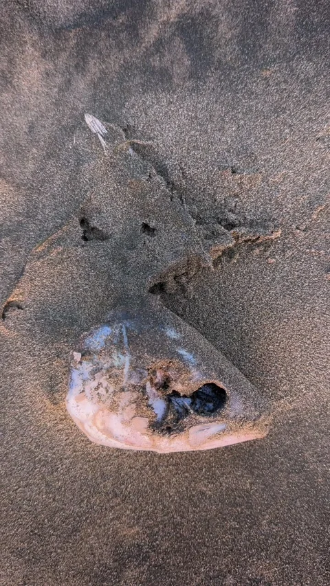 Fish head washed up on the beach in Piha Beach, Auckland, NZ Stock Footage 329708241