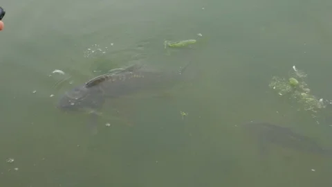 Fish Head On Water Surface Stock Footage 118204013