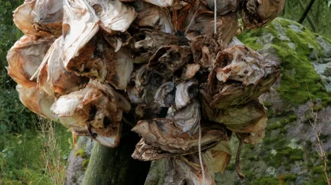 Fish heads, dried cod Stock Footage 67419031