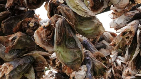Fish heads hung dangling Stock Footage 67423577
