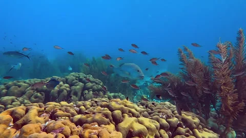 Fish in healthy underwater ecosystem Stock Footage 298007621