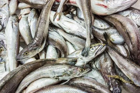 Fish heap Stock Photos