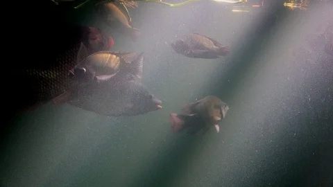 Fish herd and turtle floating underwater in pond of nature Stock Footage 98113762
