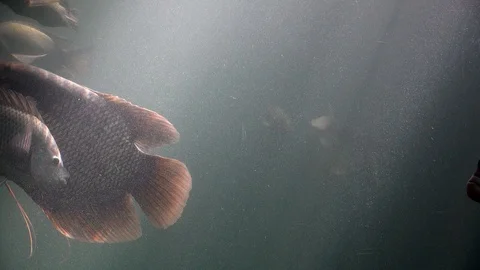 Fish herd and turtle  floating underwater in pond of nature, It beautiful fish Stock Footage 98747307