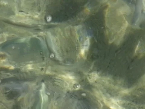 Fish herd on the surface on the shore of the beach Stock Footage 80382943