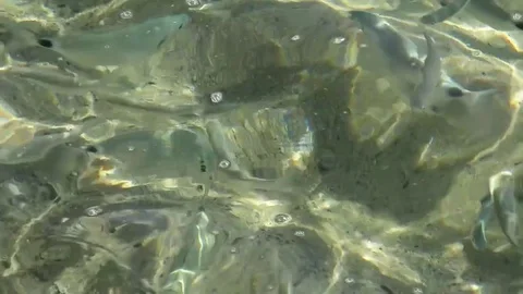 Fish herd on the surface on the shore of the beach Stock Footage 80423628