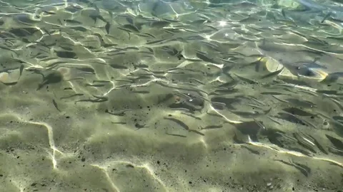 Fish herd on the surface on the shore of the beach Stock Footage 80464498