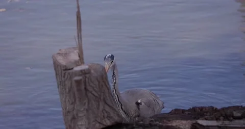 Fish heron at the Rhine River Stock Footage 153434335