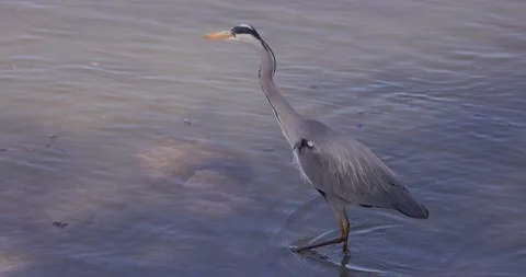 Fish heron at the Rhine River Stock Footage 153434811