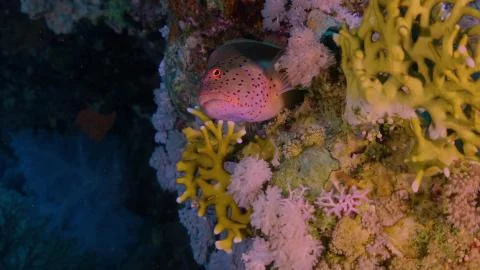 Fish hid in coral before attack Stock Photos