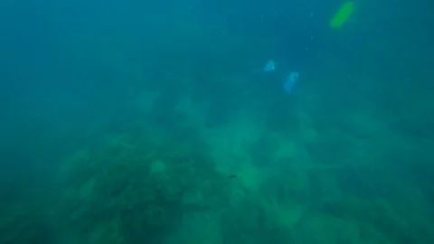 Fish hide in algae Video stock 99419161