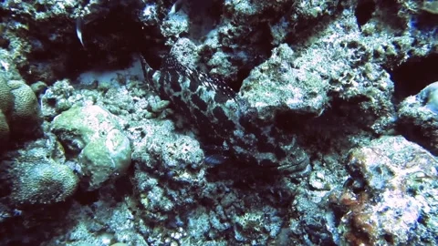 Fish hide in coral reef, primal camouflage. Maldives 動画素材 171194603
