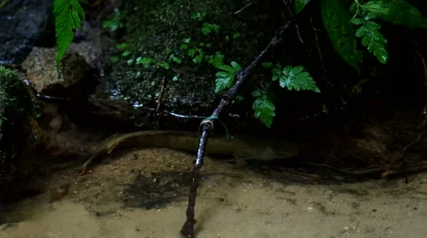 Fish hide under the rock in the stream Stock Footage 53252021