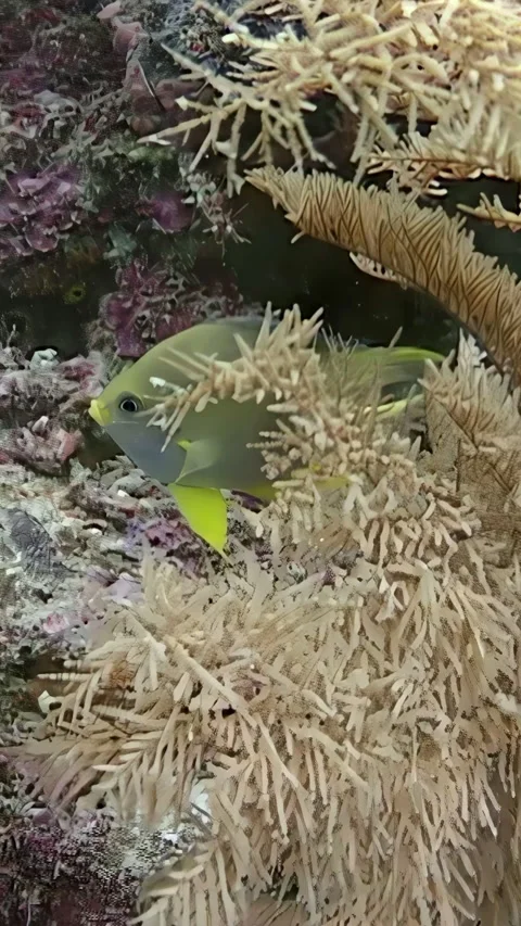 Fish Hides Among Soft Coral Reef in the Deep Blue Ocean Stock Footage 334912489