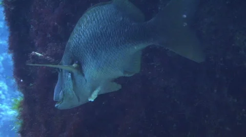 Fish Hiding 2  Видео 291167