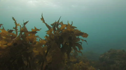 Fish hiding among Kelp Stock Footage 452693