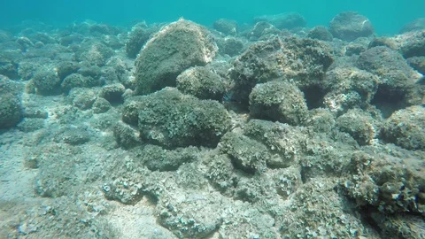 Fish hiding between rocks Stock Footage 92789055