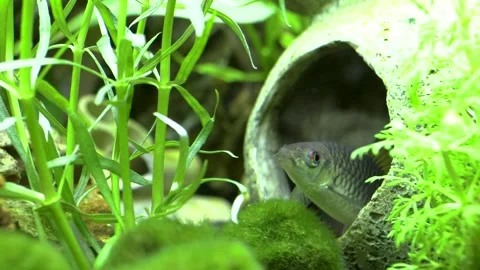 Fish hiding in a cave in an aquarium Stock Footage 181559239