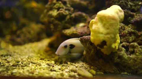 FISH HIDING IN THE CORAL Stock Footage 196822796