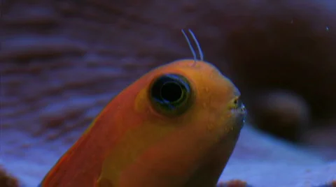Fish Hiding Stock Footage 268531