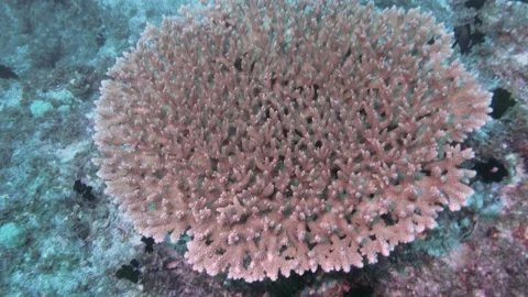 Fish hiding in large hard coral formation Video stock 149632142