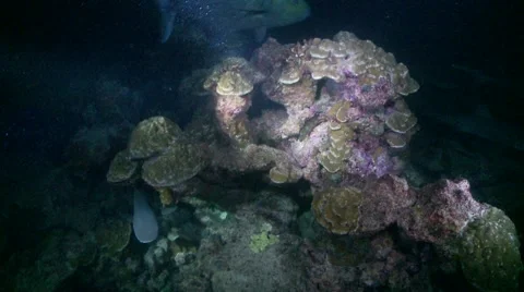 Fish hiding in reef from predatory sharks &amp; jack Video stock 57194710