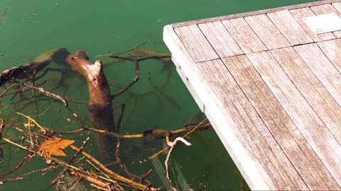 Fish hiding in the roots of a tree, lake Como 動画素材 142411380