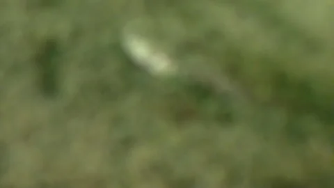 Fish is hiding in sandy bottom of Barents Sea. Stock Footage 232798476