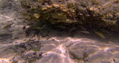 Fish hiding under rocks Stock Footage 42808827