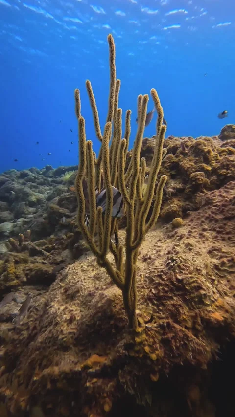 Fish hinding in coral Stock Footage 233225328