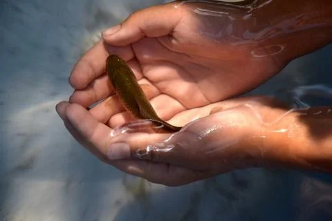 Fish in his hands 2 Stock Photos